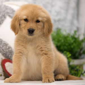 Golden Retriever Puppy Snow