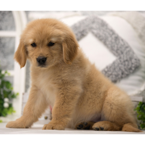 Golden Retriever Puppy Snow
