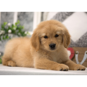 Golden Retriever Puppy Snow