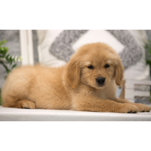 Golden Retriever Puppy Snow