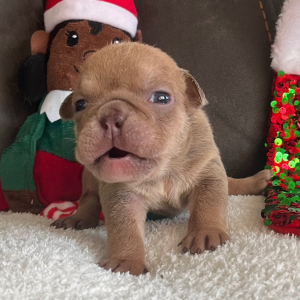 Bulldog Puppy Suzy Q
