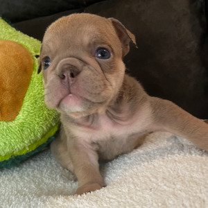 Bulldog Puppy Suzy Q