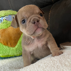 Bulldog Puppy Suzy Q