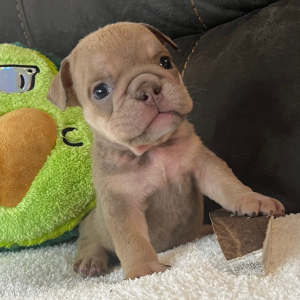 Bulldog Puppy Suzy Q