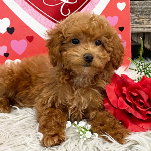 Poodle Puppy Selah