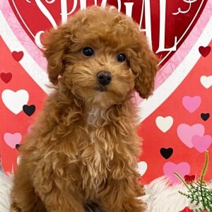 Poodle Puppy Selah
