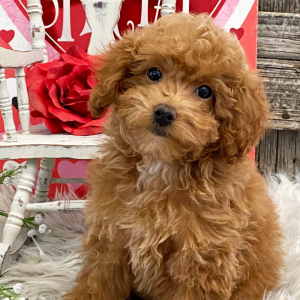 Poodle Puppy Selah