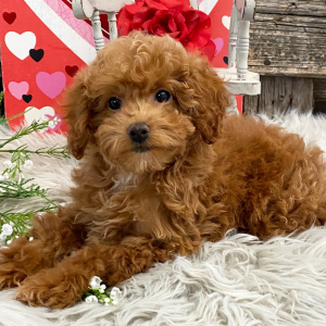 Poodle Puppy Selah