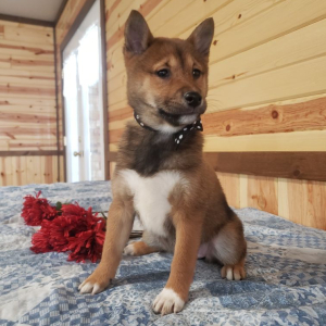 Shiba Inu Puppy Kyla
