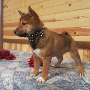 Shiba Inu Puppy Kyla