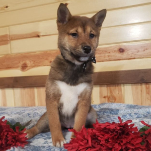 Shiba Inu Puppy Kyla