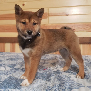 Shiba Inu Puppy Kyla