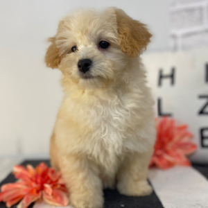 Havapoo Puppy Tillie