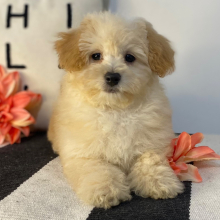 Havapoo Puppy Tillie
