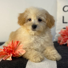 Havapoo Puppy Tillie