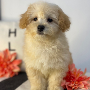Havapoo Puppy Tillie
