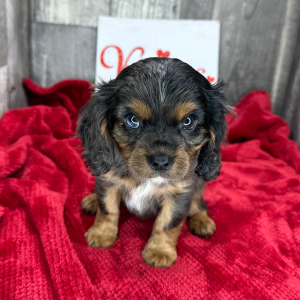 Cavalier King Charles Spaniel Puppy LeRoy