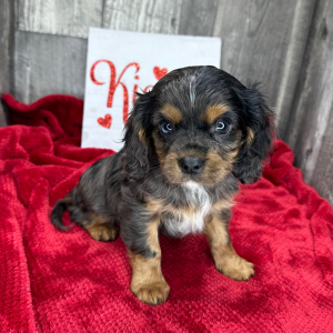 Cavalier King Charles Spaniel Puppy LeRoy