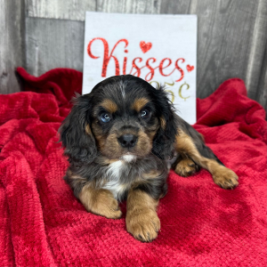 Cavalier King Charles Spaniel Puppy LeRoy