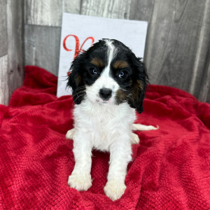 Cavalier King Charles Spaniel Puppy Luella