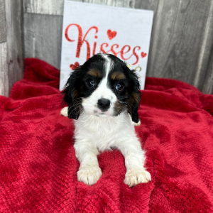 Cavalier King Charles Spaniel Puppy Luella