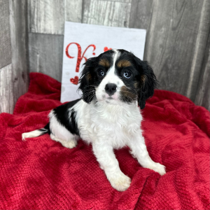 Cavalier King Charles Spaniel Puppy Luella