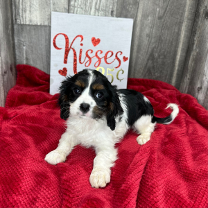 Cavalier King Charles Spaniel Puppy Luella
