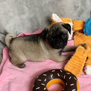 Pug Puppy Piper