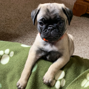 Pug Puppy Piper