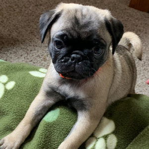 Pug Puppy Piper