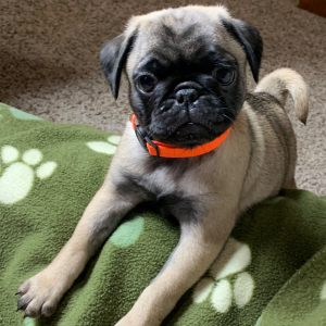 Pug Puppy Piper