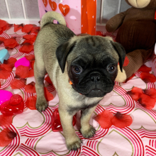 Pug Puppy Piper