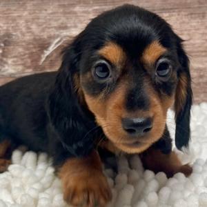 Dachshund Puppy Beau