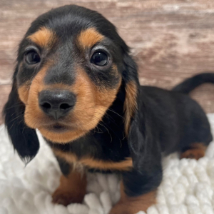 Dachshund Puppy Beau