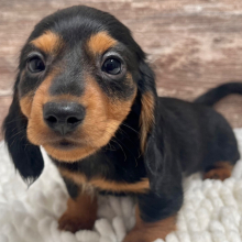 Dachshund Puppy Beau