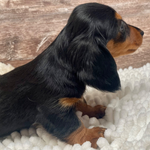 Dachshund Puppy Beau