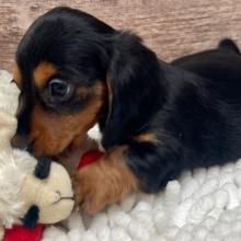 Dachshund Puppy Beau