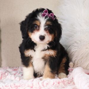 Bernedoodle Puppy Cadence