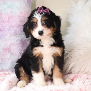 Bernedoodle Puppy Cadence