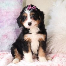 Bernedoodle Puppy Cadence