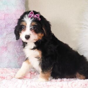Bernedoodle Puppy Cadence