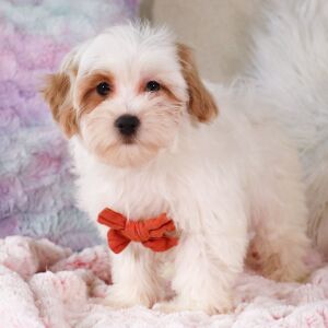 Poo-Ton Puppy Frankie