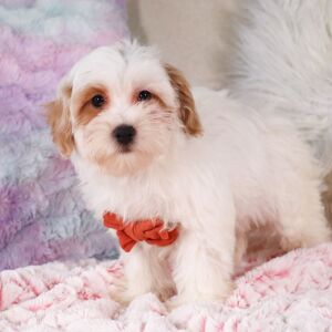 Poo-Ton Puppy Frankie