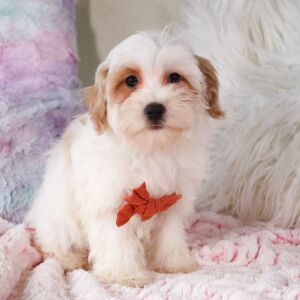 Poo-Ton Puppy Frankie