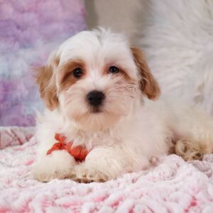 Poo-Ton Puppy Frankie