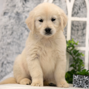 Golden Retriever Puppy Keely