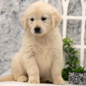 Golden Retriever Puppy Keely