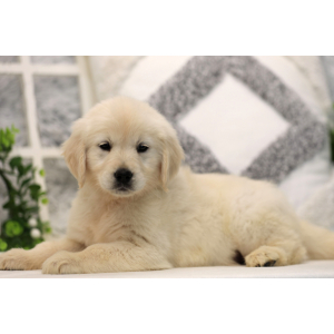 Golden Retriever Puppy Keely