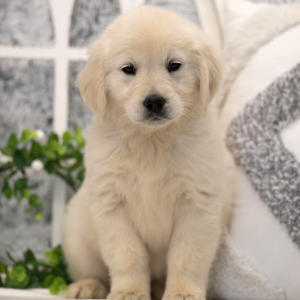 Golden Retriever Puppy Keely