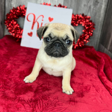Pug Puppy Carlos